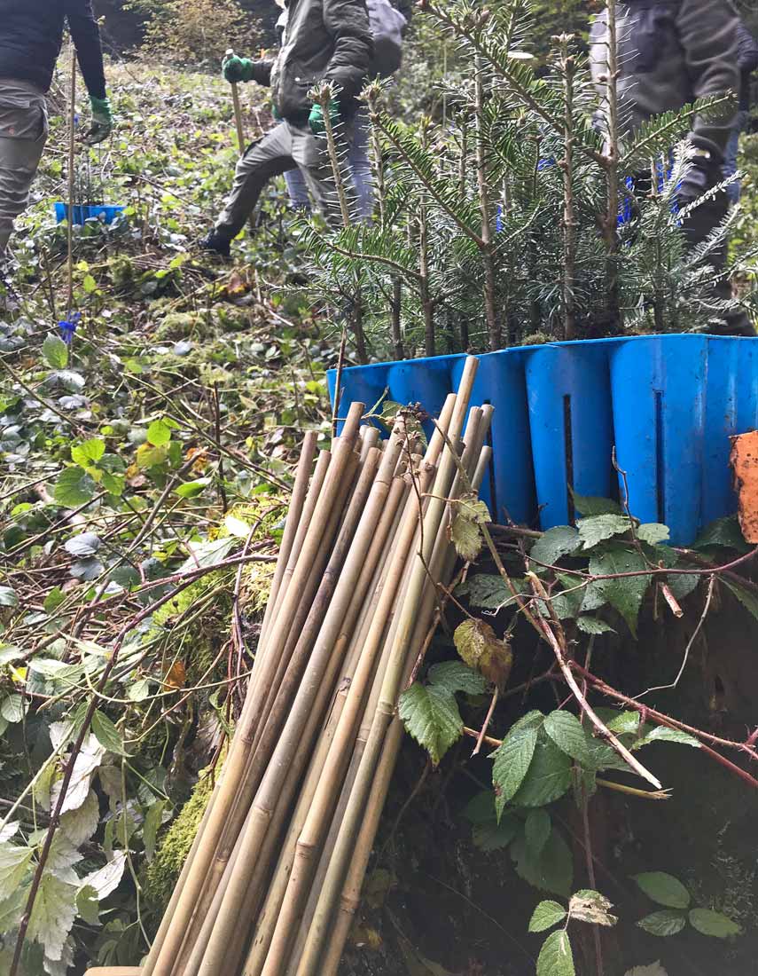 Pflanze deinen Teamwald